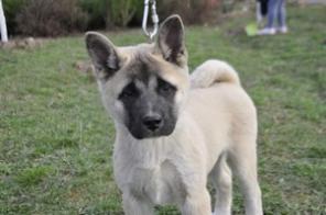 Щенки Американской Акиты ( 3 девочки)