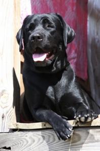 Отдам в хорошие руки