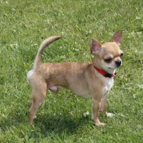 Кобели для вязки