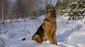 ������ - ��� �� ��, ������? ��� ��������� �������� �������.