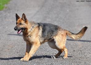 ��� - ��������� �������� �������� �������.