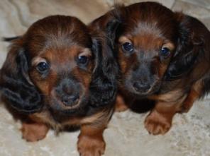 ��������� ����� ����� ��������� ��������������