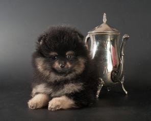 Щенки померанского шпица