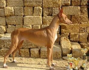 ����� ���������� ������