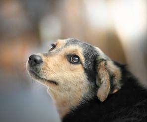 Собачка 11 мес. в добрые руки