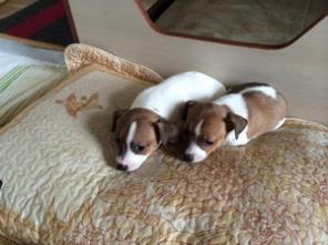 ������� ������ ���� ������ ������