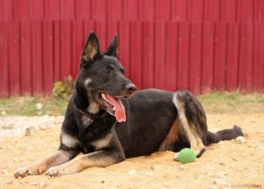 Молодой породный красавец ВЕО ищет новый дом.