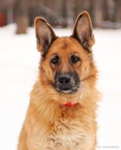 ���������� ������� ���� ���