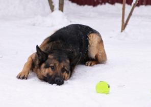 ����������� ������� ���� ���.