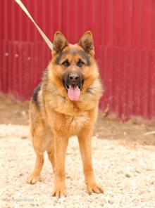 Молодой овчар ищет дом