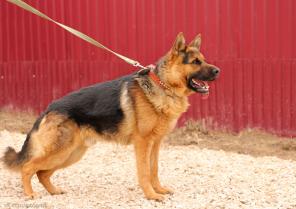 Молодой овчар ищет дом