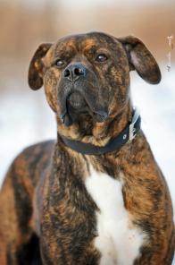 Добрый стафф для доброго хозяина