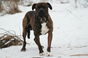 Добрый стафф для доброго хозяина