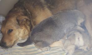 2 чудесных щенка (менее месяца) в добрые руки