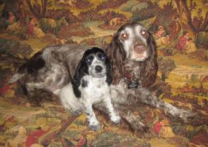 щенки русского-охотничьего спаниеля