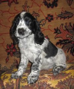 щенки русского-охотничьего спаниеля