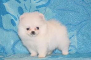 ���� ��������� ����� � ������