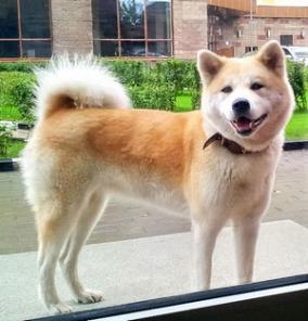 ����� �������� �����-���