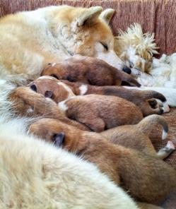 ����� �������� �����-���