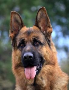 ����� �������� �������