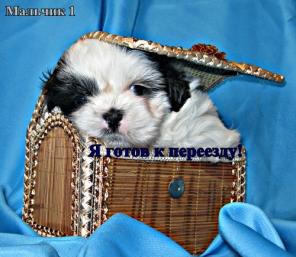 Братишки ши-тцу