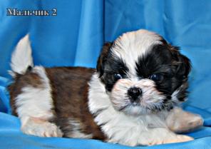 Братишки ши-тцу