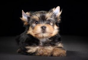 ����� ������������ �������, ��������, 2.5 ������