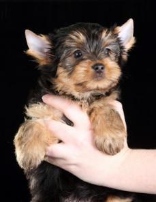 ����� ������������ �������, ��������, 2.5 ������