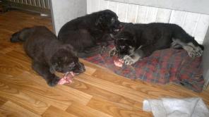 ����� ��������-����������� �������