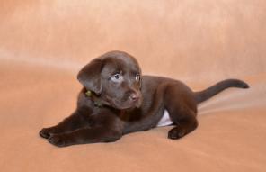 Шоколад лабрадоры от элитных титулован родителей