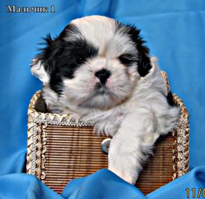 ��-��� ��������.