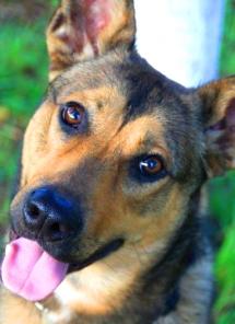 ������  ��� ������������ � �����������.