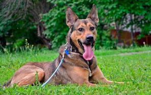 ������  ��� ������������ � �����������.