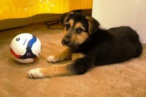 Метис овчарки в добрые руки