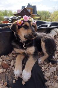 Метис овчарки в добрые руки