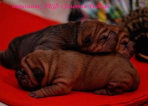 ����� ���-��� �� ��������� �������� �����