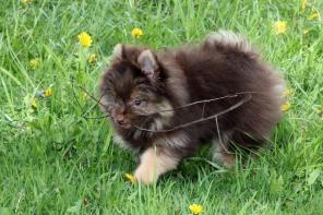 ����, ����� - �������