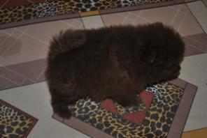 Щенки декоративных пород из питомника