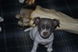 Щенки декоративных пород из питомника