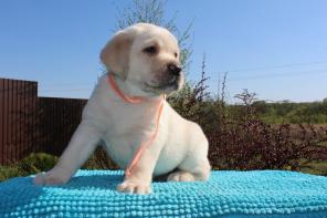 Волшебные Щенки Лабрадора от Гранд Чемпиона
