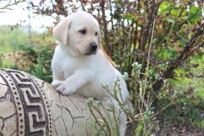 Волшебные Щенки Лабрадора от Гранд Чемпиона