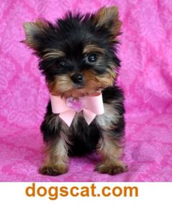 ����������� ������ ���� �����