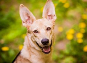 � ��� ������� ����������� ������ ����