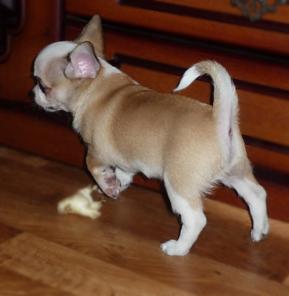 �������� �������