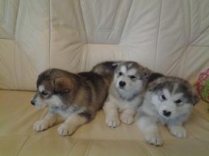 Щеночки аляскинского маламута