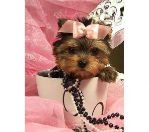 ���� ����� ��������� ����