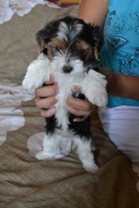 ������ ������ ����������