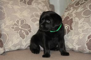 Щенки лабрадора ретривера