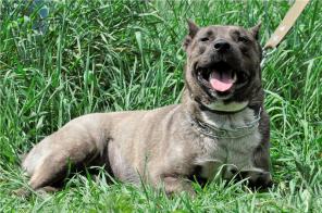 Роза, американский стаффордширский терьер в дар