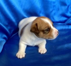 ����� ���� ������ �������